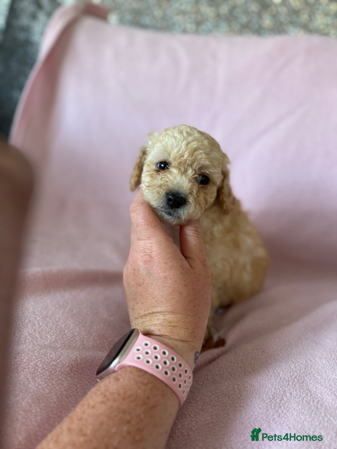 Labradoodle dogs for sale: Last three F1BB mini/toy labradoodle puppies  - Image 3