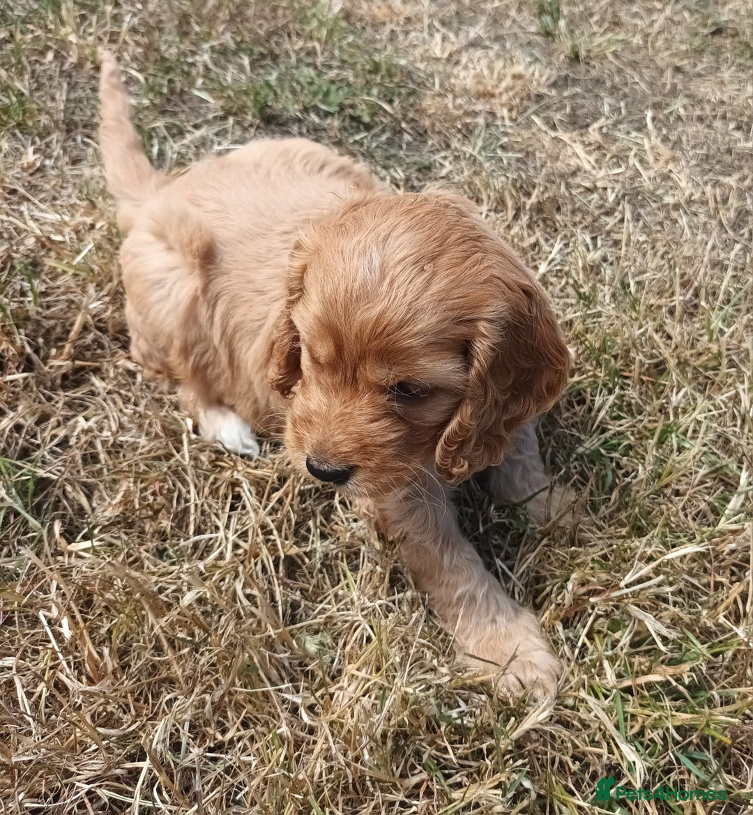 Cockapoo dogs for sale: Adorable Cockalier-a-Poo Puppies – Ready Soon! - Image 3
