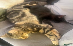 Domestic Shorthair cats for sale: Selene and Hades - £60 Indoor Bonded Pair - Image 3