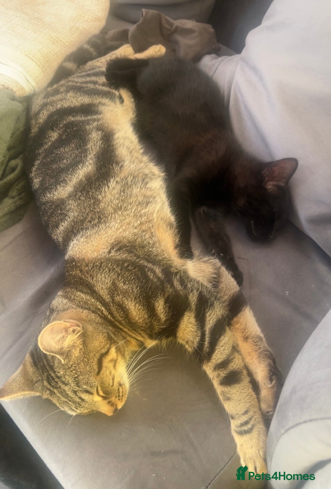 Domestic Shorthair cats for sale: Selene and Hades - £60 Indoor Bonded Pair - Image 3