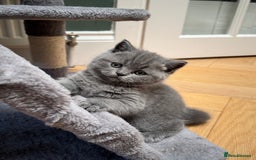 Brazilian Shorthair cats for sale: British Shorthair Kittens - Image 7