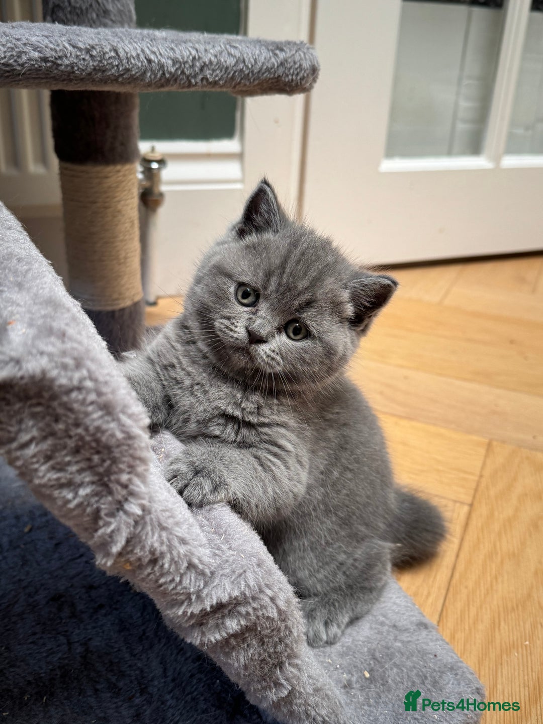 Brazilian Shorthair cats for sale: British Shorthair Kittens - Image 7