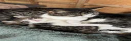 Mixed Breed cats for sale: 3 kittens for sale and ready to go to new homes - Advert 5