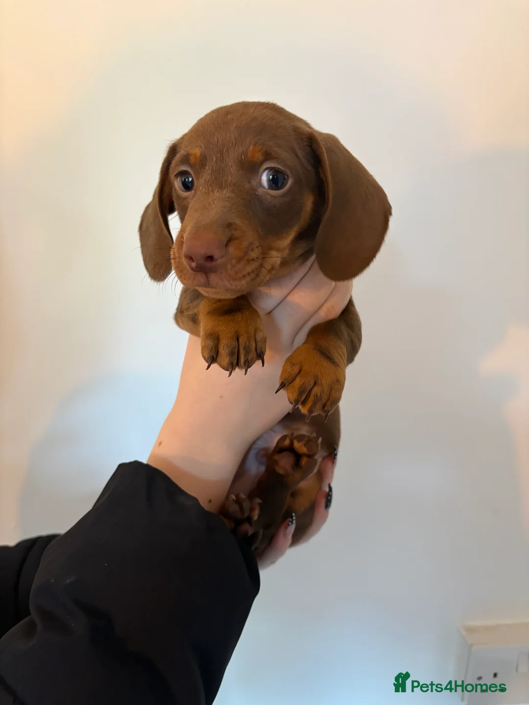 Miniature Dachshund dogs for sale: Perfect Miniature Dacshunds London/Kent - Advert 8