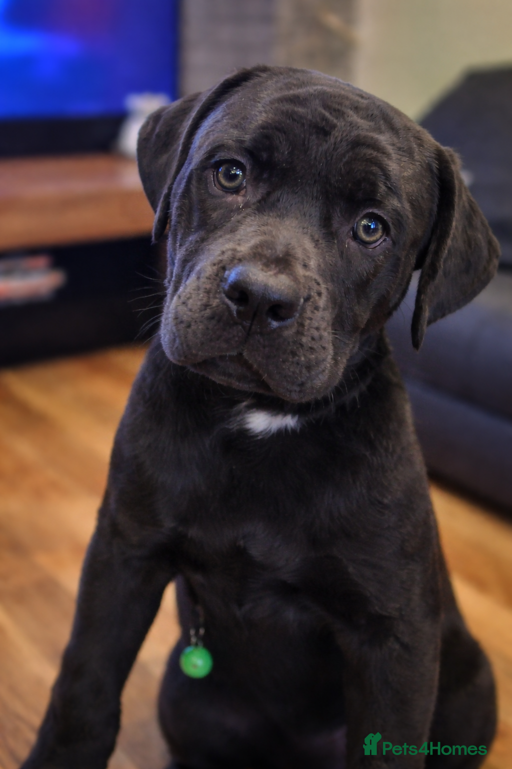 Mixed Breed dogs Presa x cane corso  - Advert 11