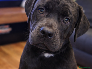 Mixed Breed dogs Presa x cane corso - Advert 11