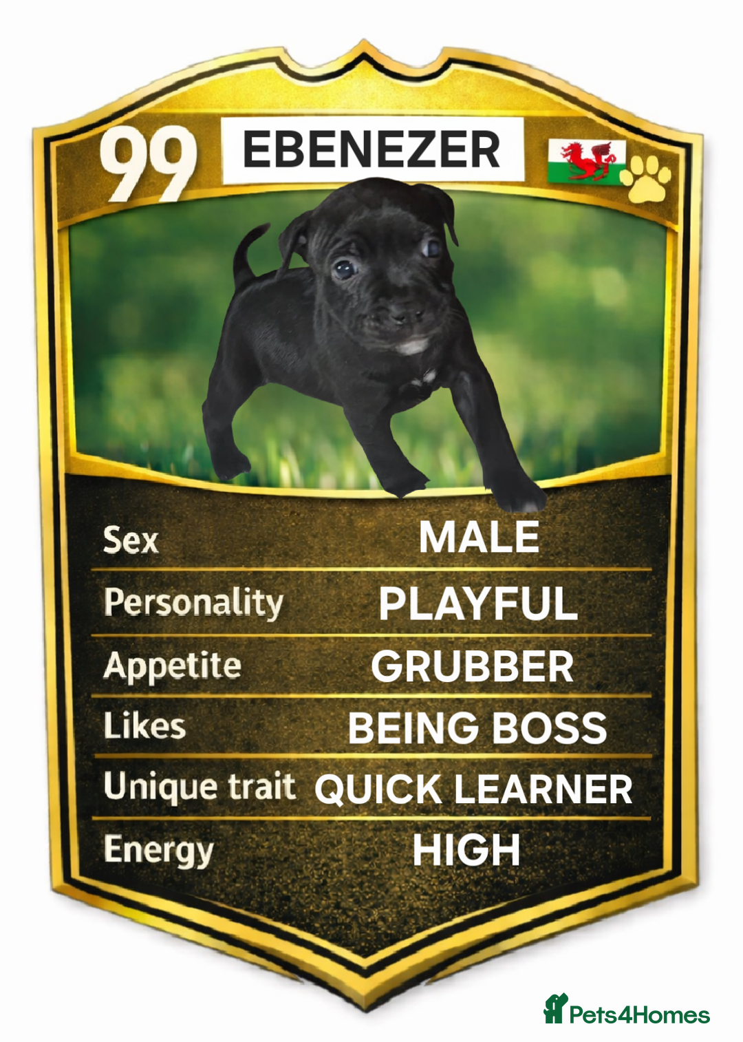 Staffordshire Bull Terrier dogs for sale: Exceptional Staffy Bull Terriers– Valglo Bloodline - Advert 6