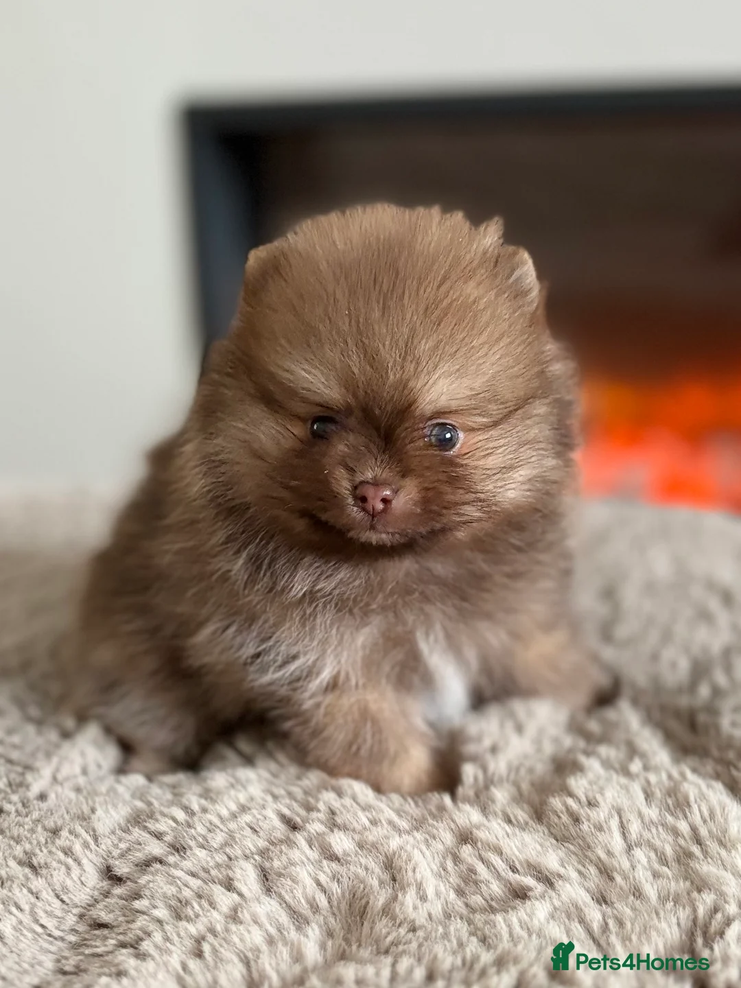 Pomeranian dogs for sale: True type Pomeranian puppy’s KC 🐾🤎🥰🤩🐾 - Advert 2