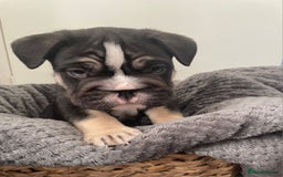 Mixed Breed dogs for sale: English bulldog French bulldog mix  - Image 3