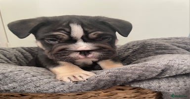 Mixed Breed dogs - Advert 12