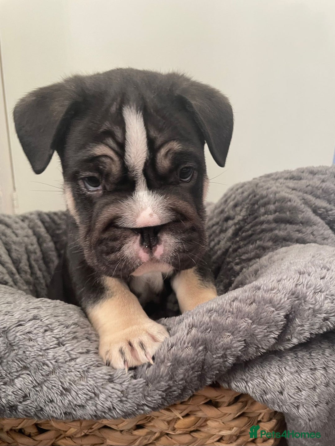 Mixed Breed dogs for sale: English bulldog French bulldog mix  - Image 3