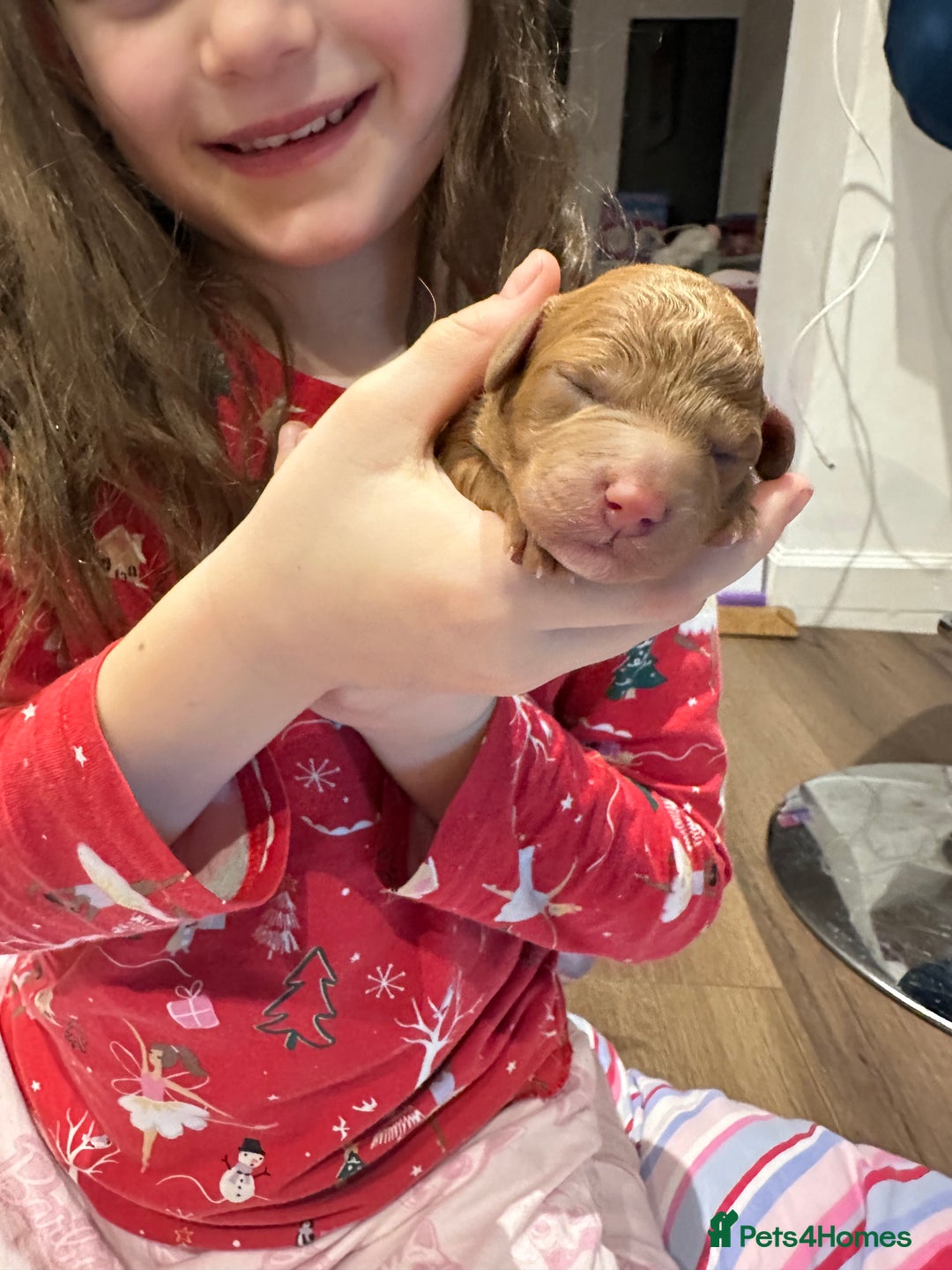 Cavapoo dogs for sale: Toy Cavapoo puppies  - Advert 7