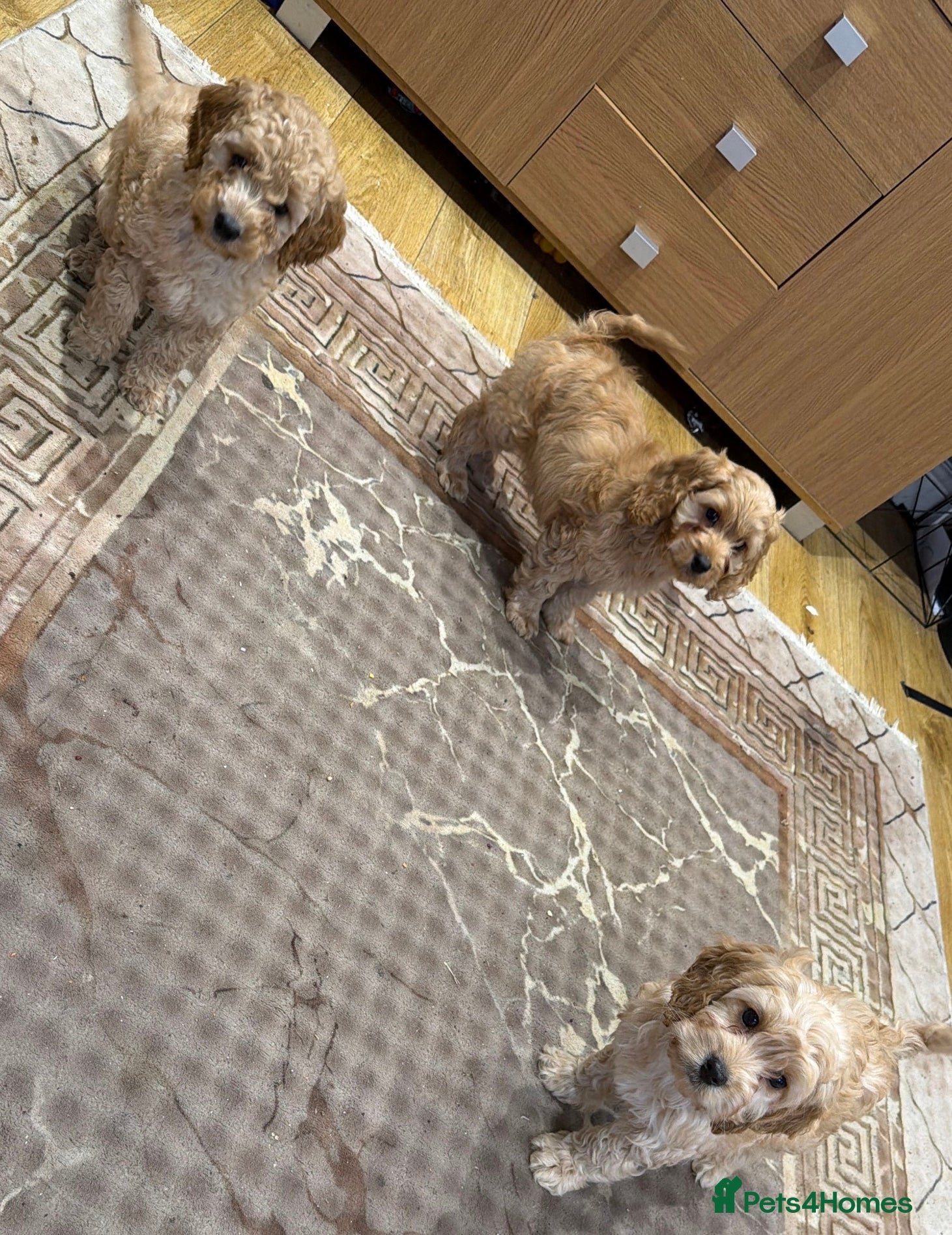 Cockapoo dogs Cavapoo puppies (ready to leave) - Advert 6