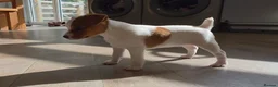 Jack Russell dogs for sale: Exquisite litter of Jack Russell Pups 🐾  - Advert 20