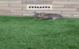 Netherland Dwarf rabbits for sale: Beautiful mixed boy dwarf boys - Image 8