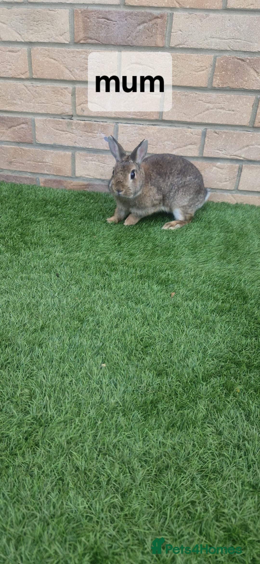 Netherland Dwarf rabbits for sale: Beautiful mixed boy dwarf boys - Image 8