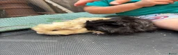 Guinea Pig rodents for sale: Super Fluffy Peruvian Silkie guineapig babies - Advert 7