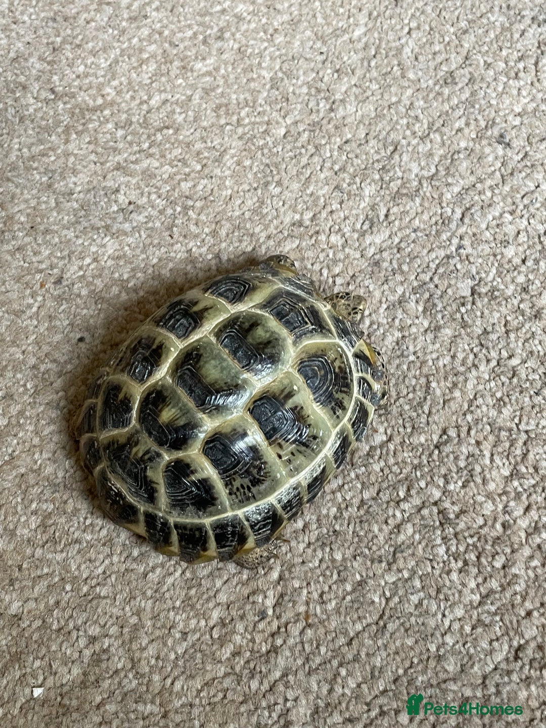 Tortoise reptiles for sale: 2 x tortoise  - Advert 3