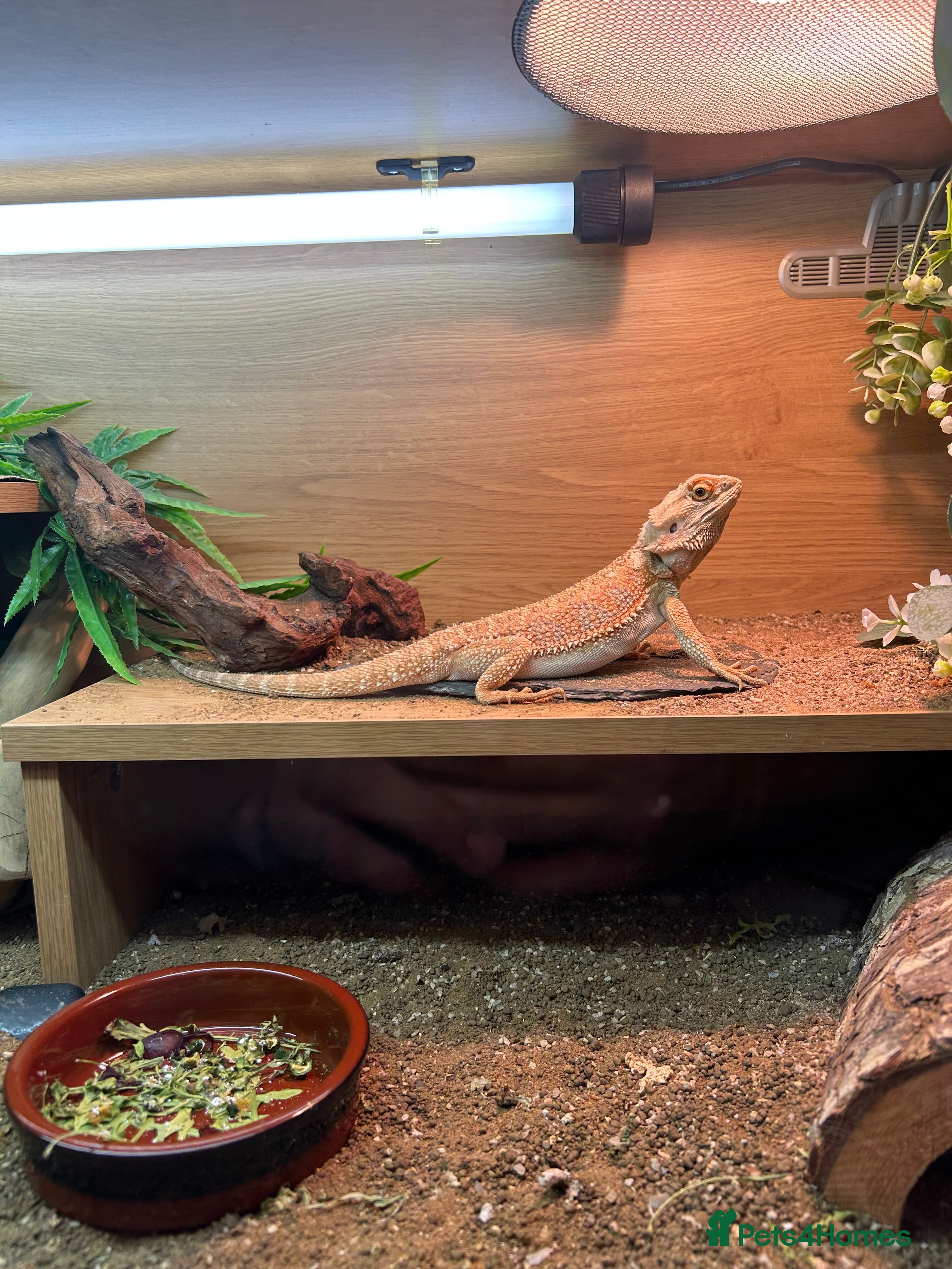 Bearded Dragon reptiles Male heated dragon 7 months old - Advert 1