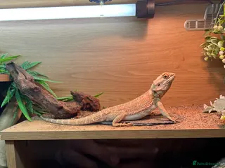 Bearded Dragon reptiles Male heated dragon 7 months old - Advert 1