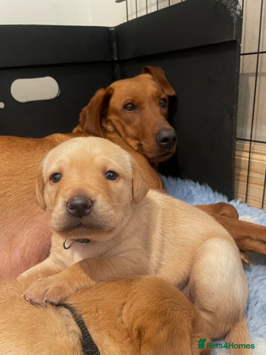 Labrador Retriever dogs for sale: Health tested lab pups  - Advert 12