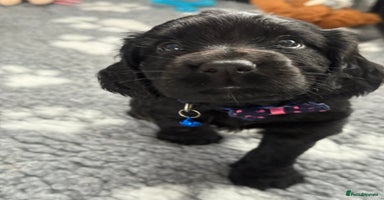 Cocker Spaniel dogs - Advert 5