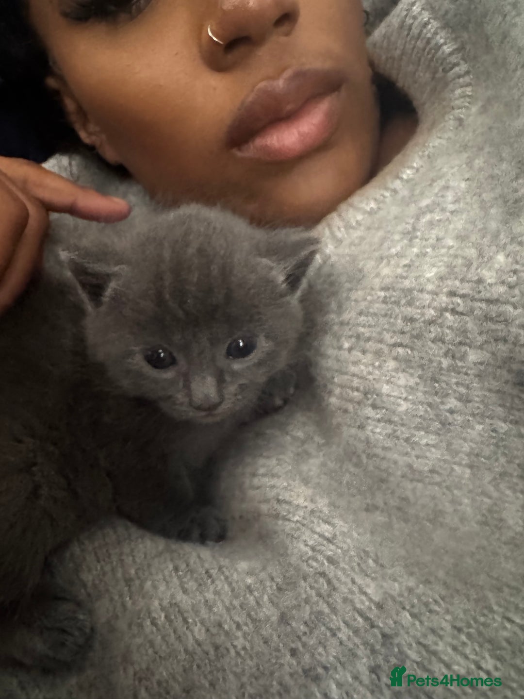 Russian Blue cats for sale: ✨RUSSIAN BLUE KITTEN FOR SALE  - Image 3