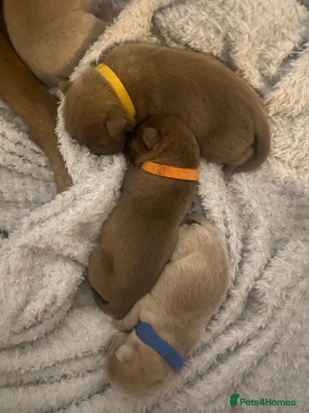 Staffordshire Bull Terrier dogs for sale: Staff puppies - Image 8