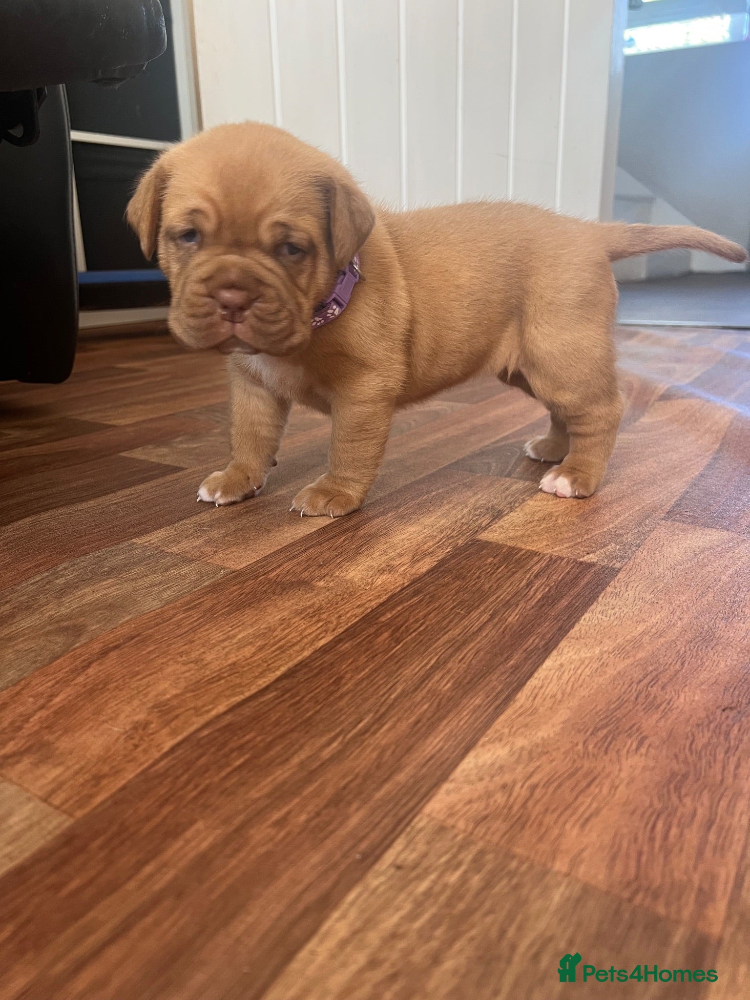 Dogue De Bordeaux dogs ** LAST girl 🩷DOGUE DE BORDEAUX PUPS REMAINING ** - Advert 3