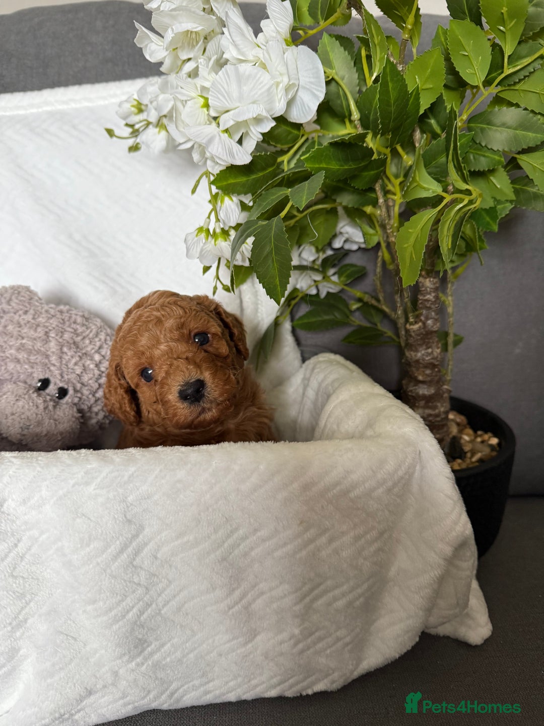 Cavapoo dogs for sale: F1B cavapoo puppies - Image 19