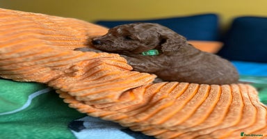 Cockapoo dogs - Advert 4