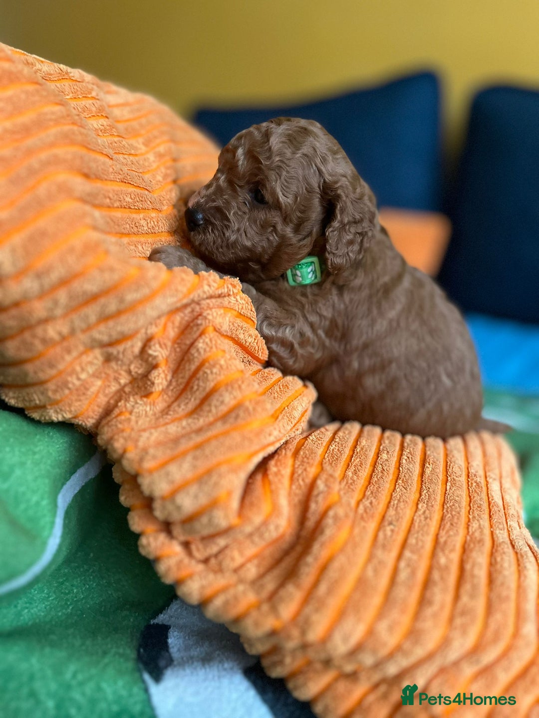 Cockapoo dogs for sale: Gorgeous F1b cockapoo puppies for sale - Image 3
