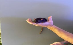 Rat rodents for sale: Four male Rats with complete set up - Image 3