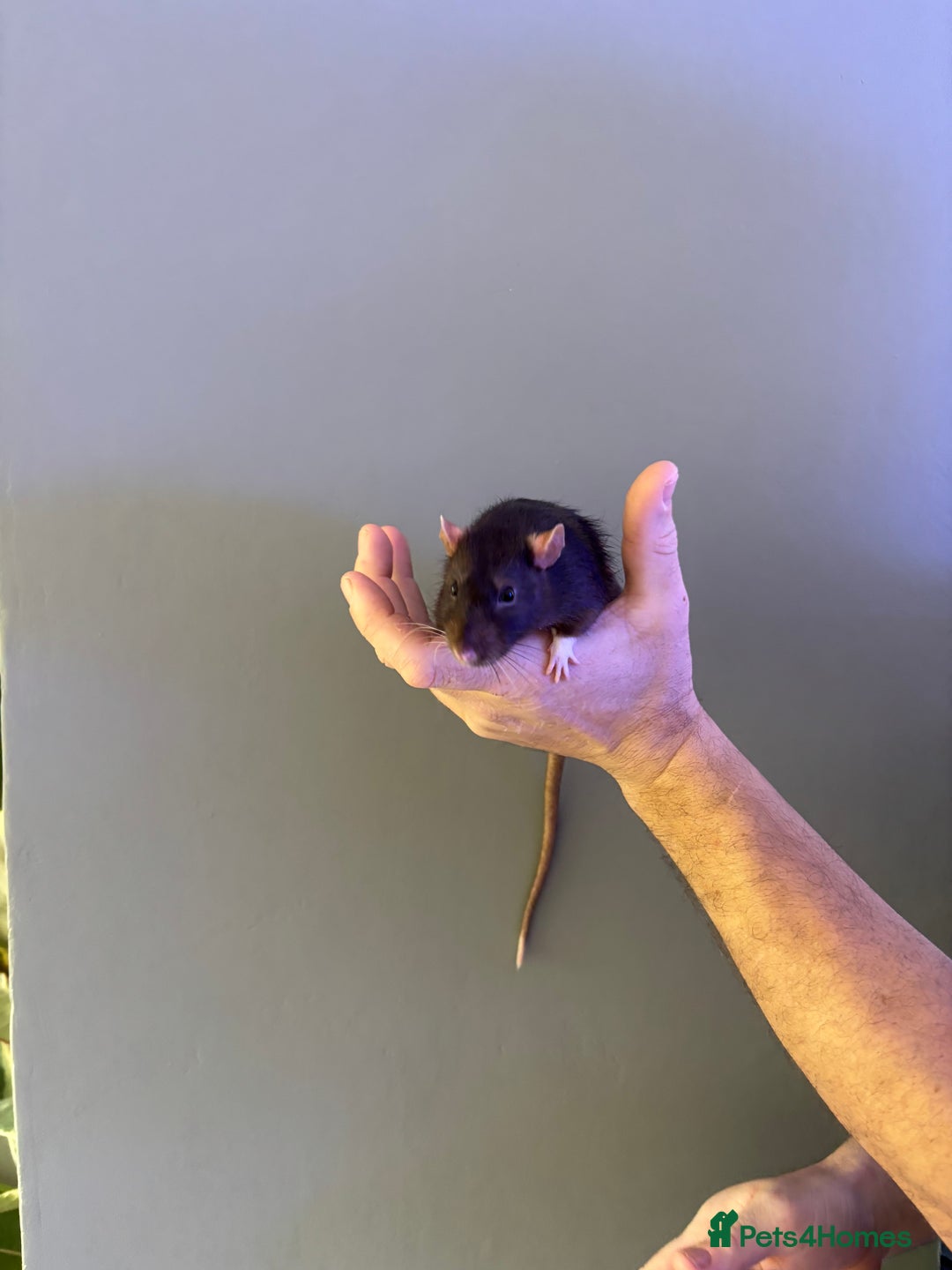 Rat rodents for sale: Four male Rats with complete set up - Image 3