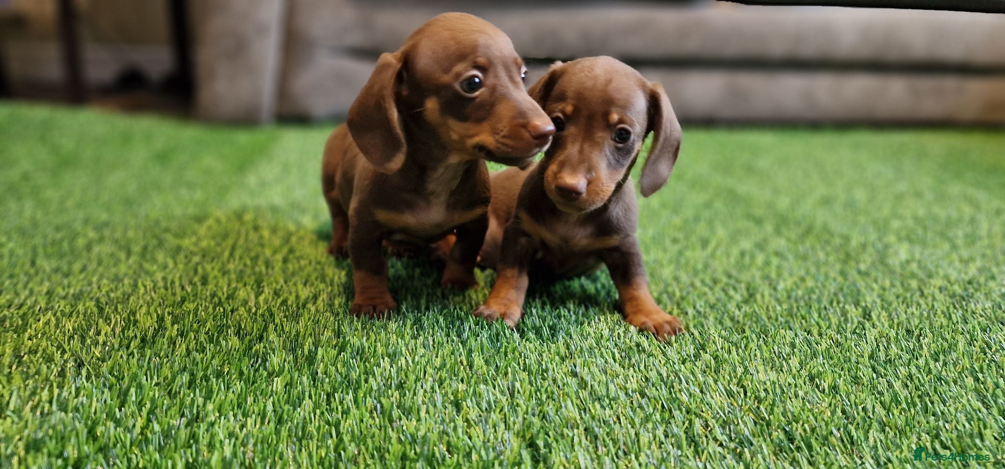 Miniature Dachshund dogs MINIATURE DACHSHUNDS PUPPIES  - Advert 1