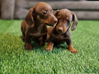 Miniature Dachshund dogs MINIATURE DACHSHUNDS PUPPIES - Advert 13