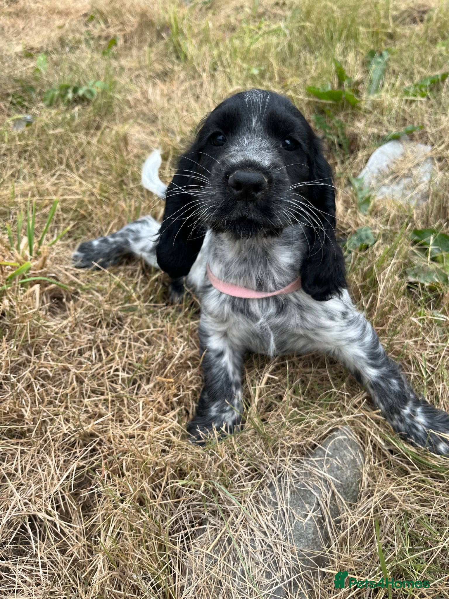 Cocker Spaniel dogs Stunning show type cocker spaniel puppies  - Advert 4