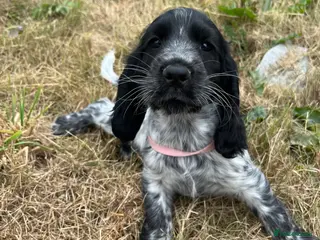 Cocker Spaniel dogs Stunning show type cocker spaniel puppies - Advert 4