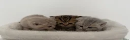 British Shorthair cats for sale: british shorthair kittens  - Advert 21