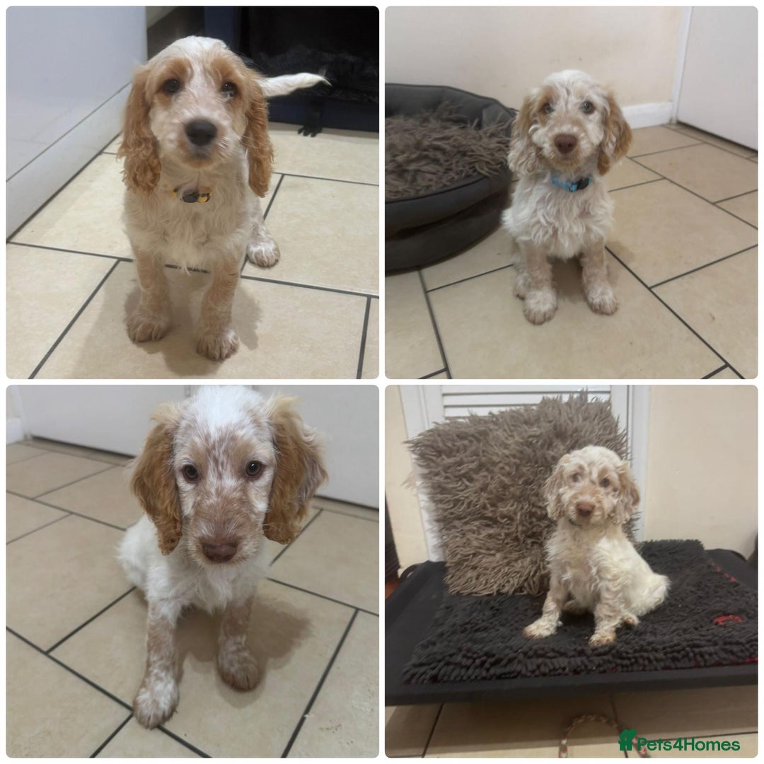 Cockapoo dogs for sale: 5🌟licensed breeder F1 Cockapoo's - Image 1