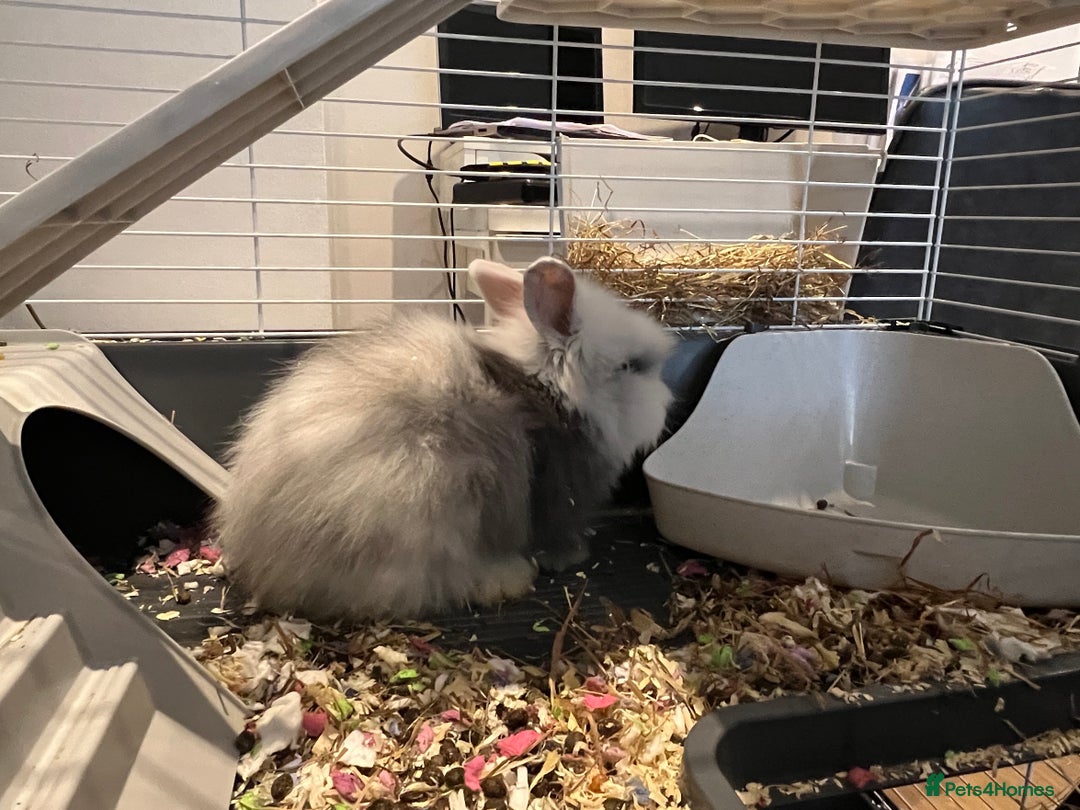 Mini Lion Lop rabbits for sale: Super cute mini lop x lionhead rabbits - Advert 11