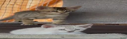 Savannah cats for sale: F5 SBT SNOW & BST SAVANNAHS KITTENS - Advert 23