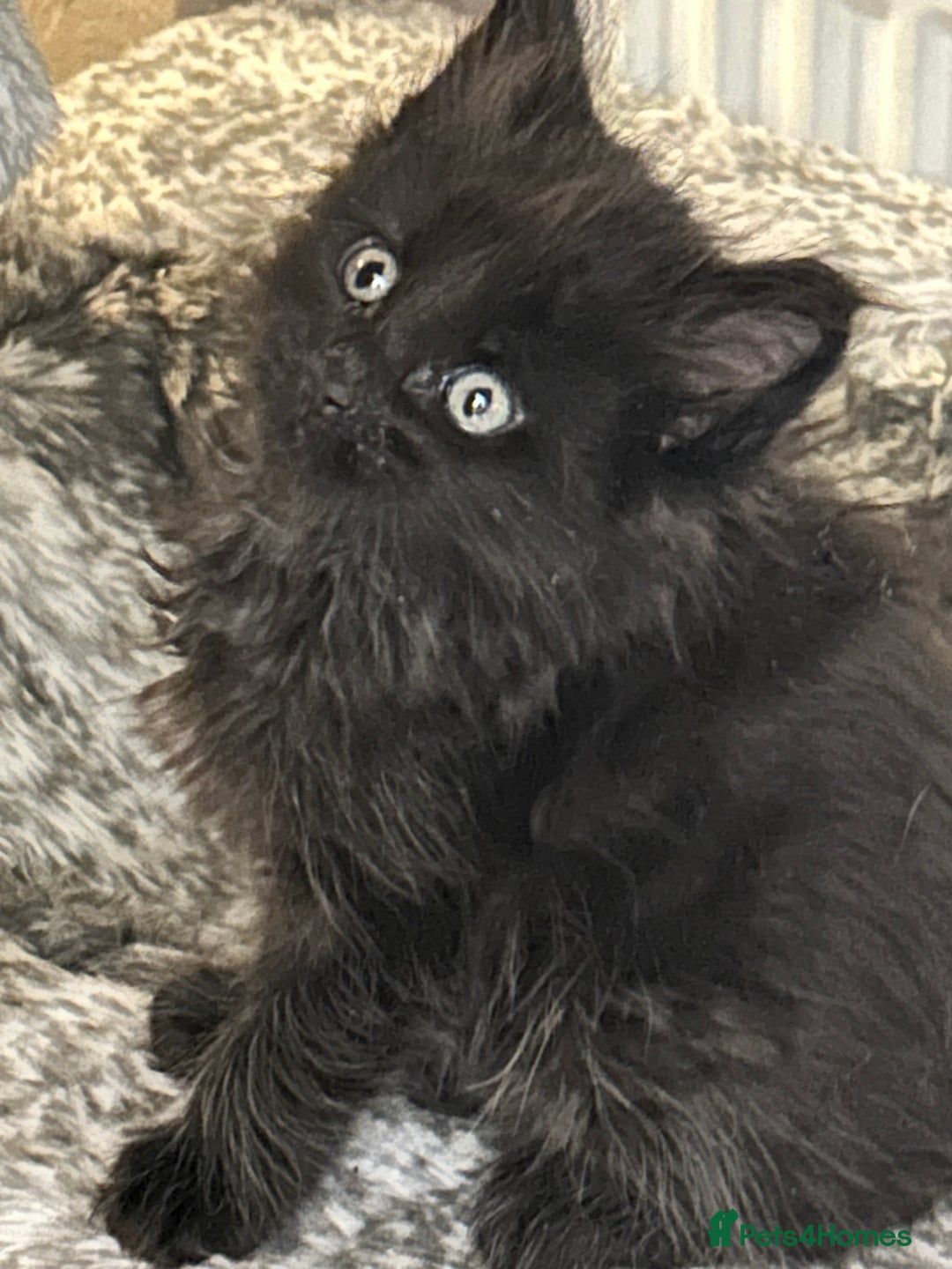 Maine Coon cats for sale: 8 beautiful mainecoon kittens for sale - Advert 21