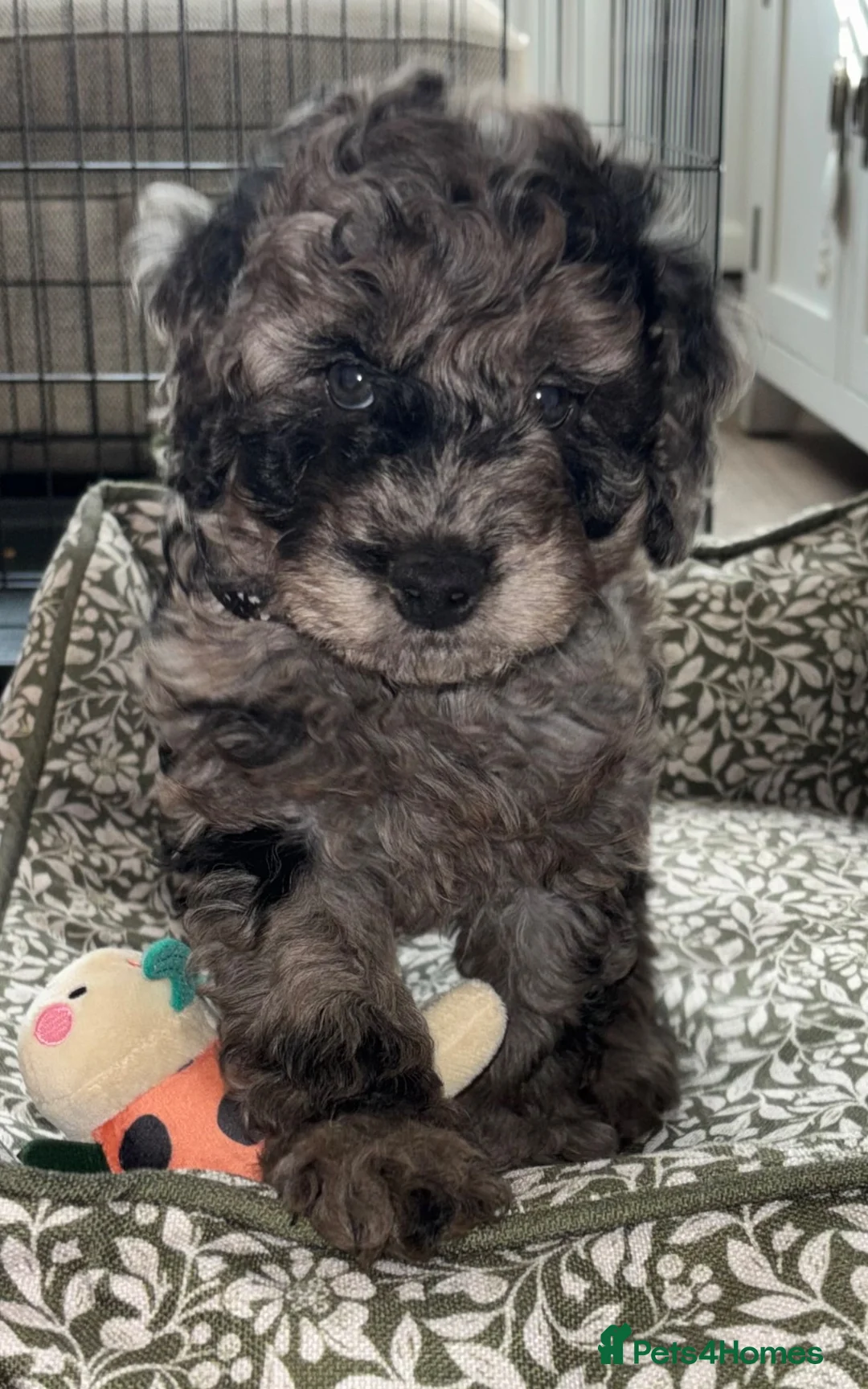 Cockapoo dogs for sale: Gorgeous Blue Merle Cockapoo Boy in Warrington - Advert 2