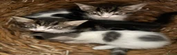 Mixed Breed cats for sale: Kittens 4 for sale  in Cardiff - Advert 8