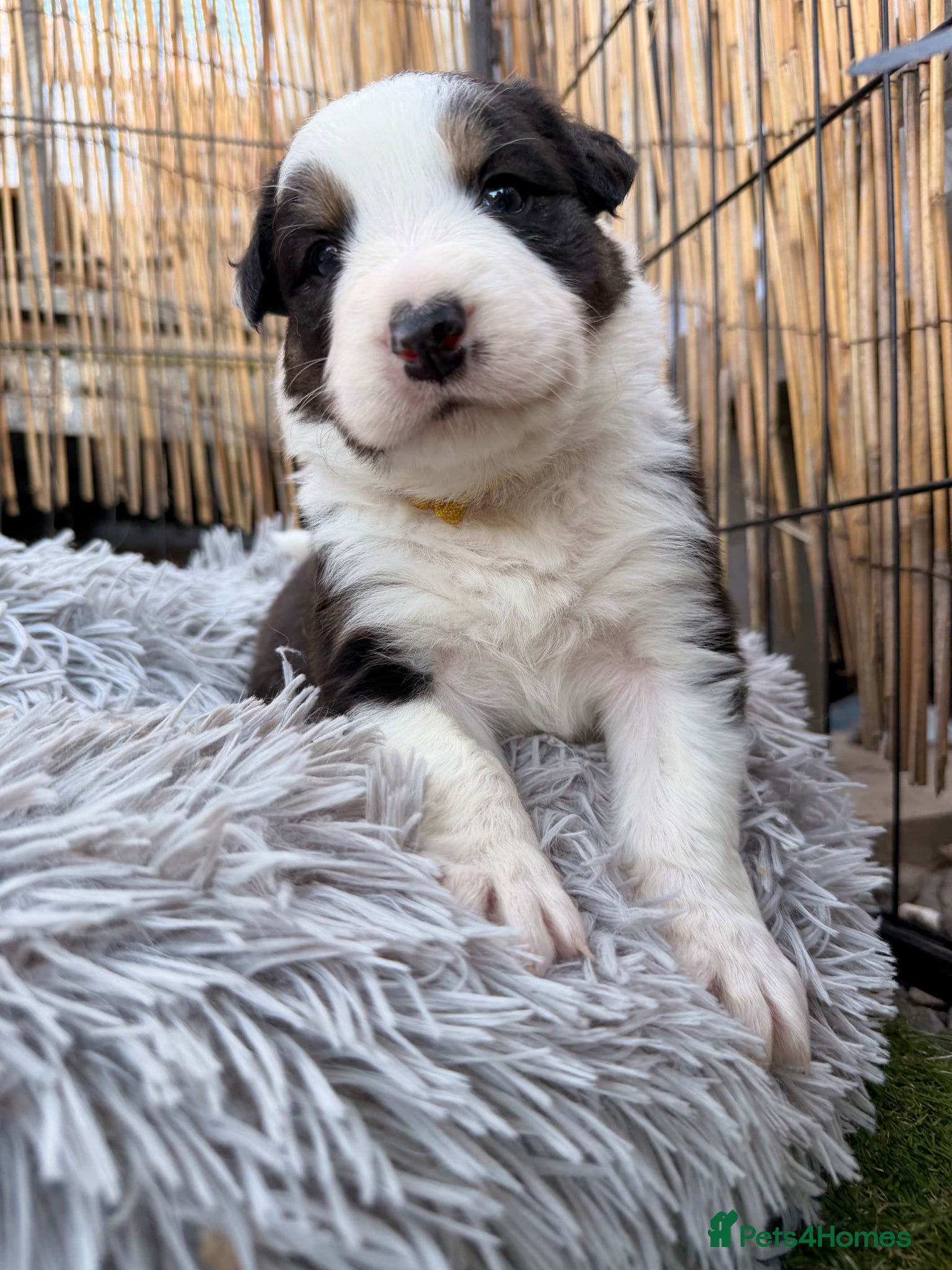 Border Collie dogs Stunning Show line puppies,various colours  - Advert 2