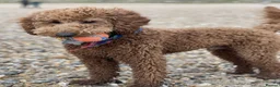 Mini Goldendoodle dogs for stud: Chestnut coloured Miniature Golden Doodle in Chertsey - Advert 12