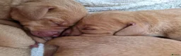 Hungarian Vizsla dogs for sale: Beautiful Hungarian Vizsla Puppies - Advert 3