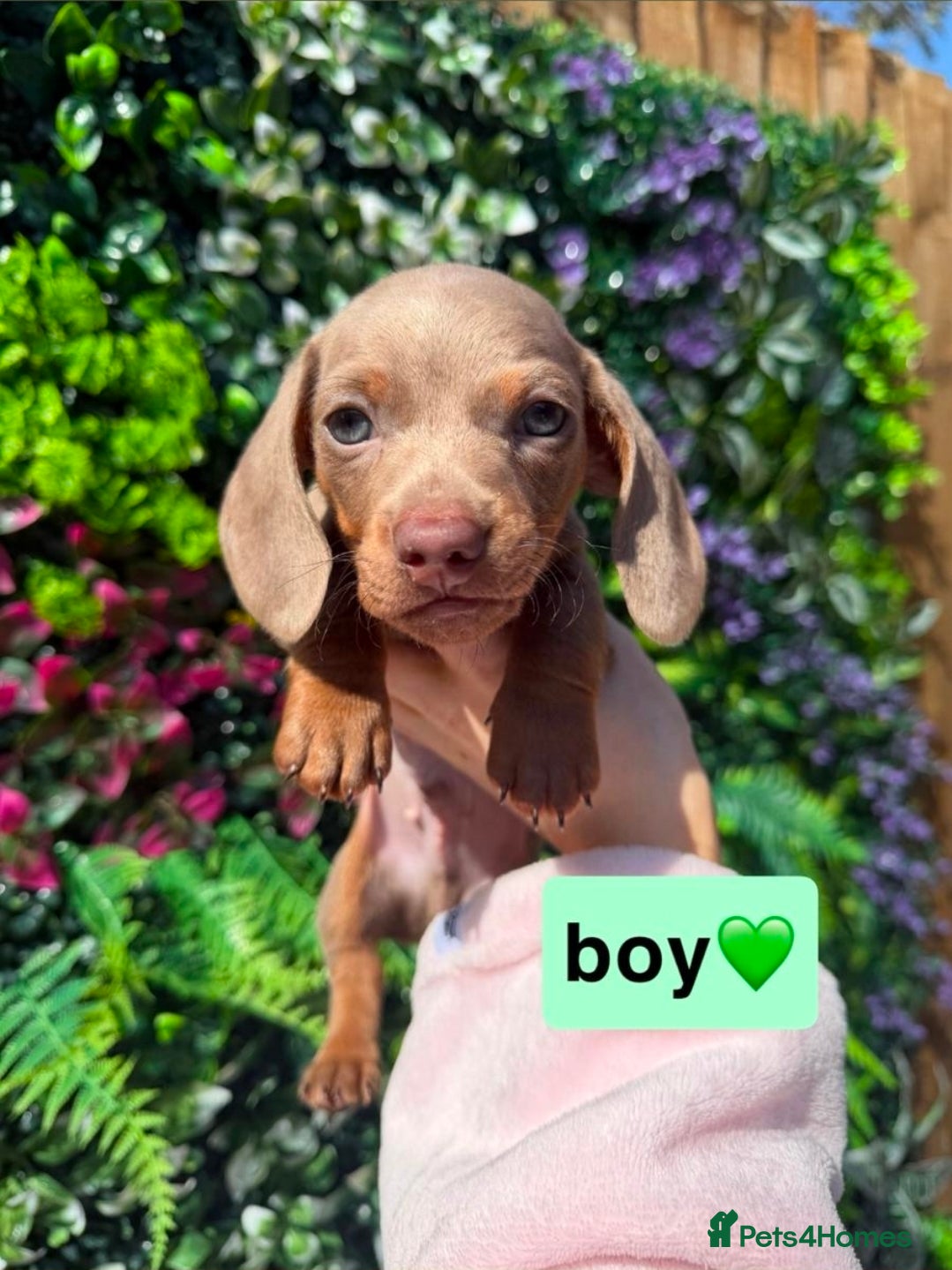 Dachshund dogs Kc registered miniature dachshund puppies - Advert 1