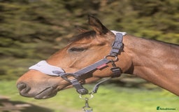 Irish Thoroughbred horses for sale: Rosie.  - Image 8